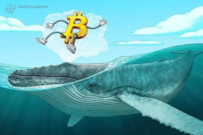 How much Bitcoin does the average whale hold?