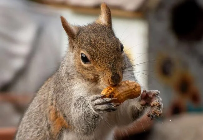 Memecoin for beloved squirrel ‘Peanut’ passes $120m market cap