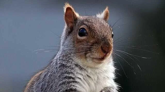 Peanut The Squirrel-Themed Meme Coins Surge Amid Social Media Outrage Over Celebrity Animal's Death: Trump will Save The Squirrels, Says Elon Musk