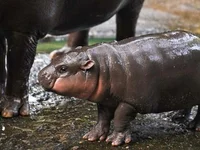 Adorable Baby Hippo Inspires Moo Deng Token — Soars 1,398% in a Week - solana, token, meme