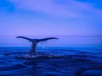 Bitcoin Whales Amass 30,000 BTC During Market Dip - whales, btc, bitcoin