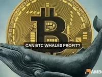Bitcoin whales ‘buy the dip’ to leave retail investors… - whales, bitcoin, money