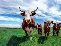 Blockchain Takes Root: USDA Approves Blockchain-Based Certification System - based, cow, pvp