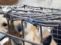 Eradicating the Cruel Dog and Cat Meat Industry: A Step Towards Compassion and Public Health - dog, step