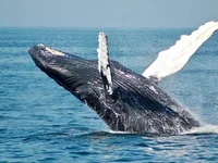 Litecoin Whales On The Move — Can They Drive LTC Price Back To $75? - whale, litecoin, ltc