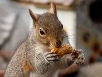 Memecoin for beloved squirrel ‘Peanut’ passes $120m market cap - pump, peanut, memecoin