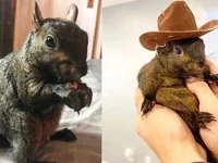 Peanut the Squirrel’s Viral Fame Sparks Meme Coin Frenzy on Solana - peanut, meme