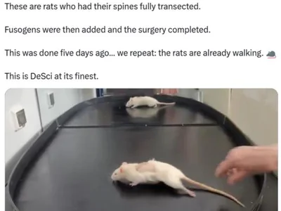 Research DAO claims paralyzed rats recover after spinal cord fix - usdc, dao, Crypto, Cointelegraph, one, peg