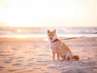 Shiba Inu Could Surge 340%, Echoing Its 2021 Bull Run Peak — Analyst - token, shib, shiba inu, marks