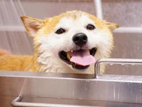 Shiba Inu Name Echoes Across 41,300 Conversations—What’s The Buzz? - second, inu, solana, shiba, shib, shiba inu, 💥