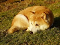 Shiba Inu Price Could Be In Trouble As Whale Volume Crashes 70% In A Single Day - shiba, shiba inu, whale, inu