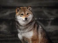 Shiba Inu Soars: Analyst Predicts 71% Rally In ‘Meme Super Cycle’ – Details - shiba, meme, shib, inu, one, four, level, shiba inu