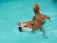 Shiba Inu Whales On The Move Again As Bitcoin, Crypto Market Recover - shib, shiba, crypto, shiba inu