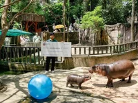 SUI meme $HIPPO enters into charity partnership with Moo Deng’s zoo - sui, zoo, hippo