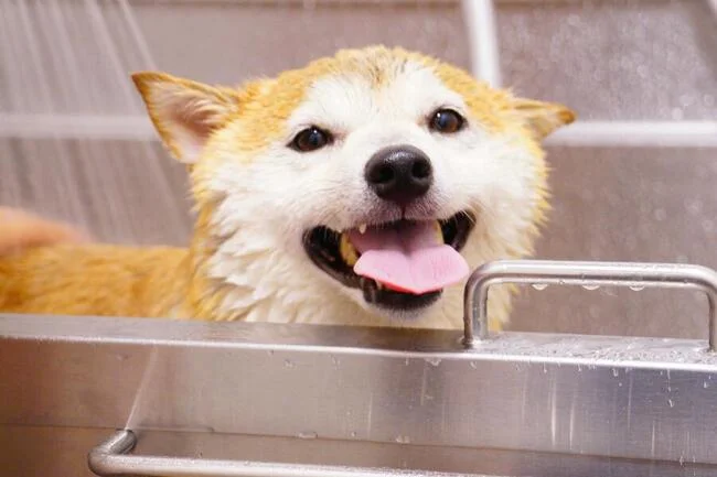 Shiba Inu Name Echoes Across 41,300 Conversations—What’s The Buzz?