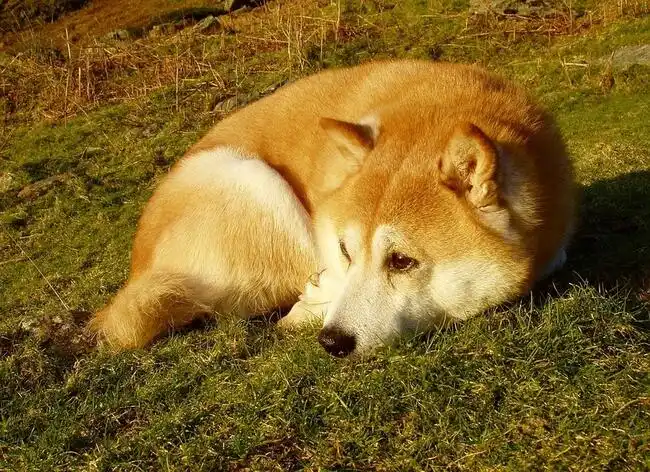 Shiba Inu Price Could Be In Trouble As Whale Volume Crashes 70% In A Single Day