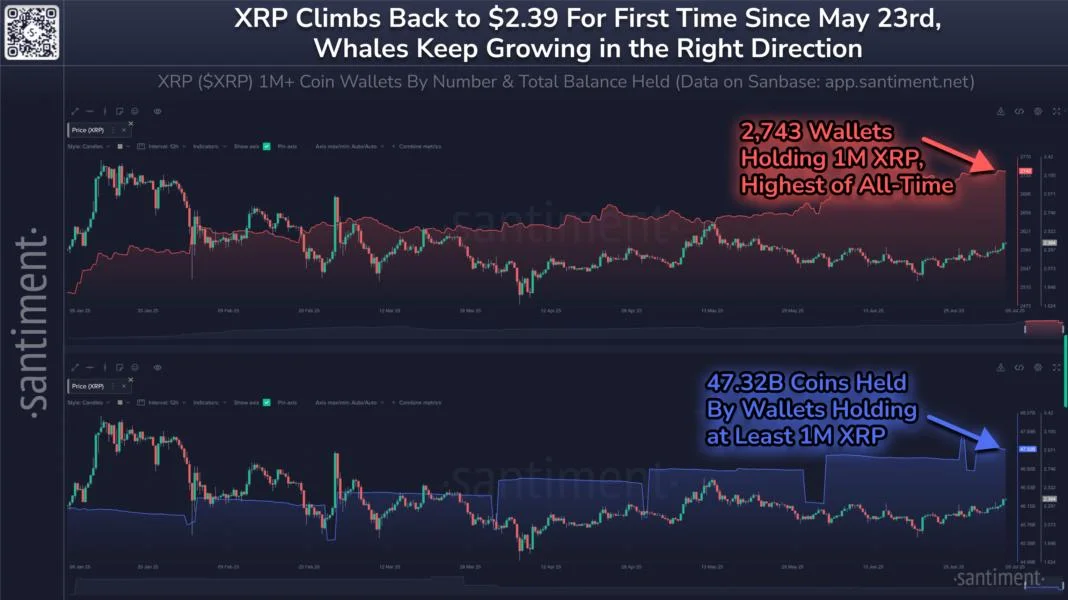XRP Whale Addresses Reach Record High in July Amid Growing ETF Hype
